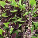 Solenostemon x 'Chocolate Splash'